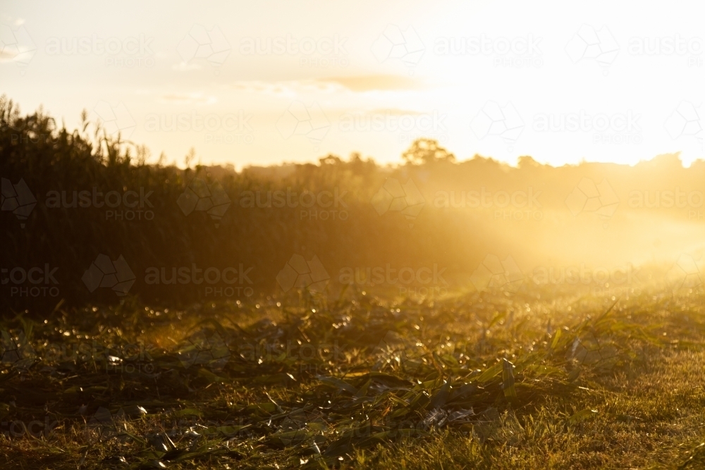 Mown forage crop plant in windrows - Australian Stock Image