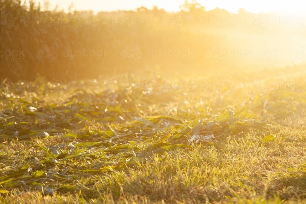 Mown forage crop plant in windrows - Australian Stock Image