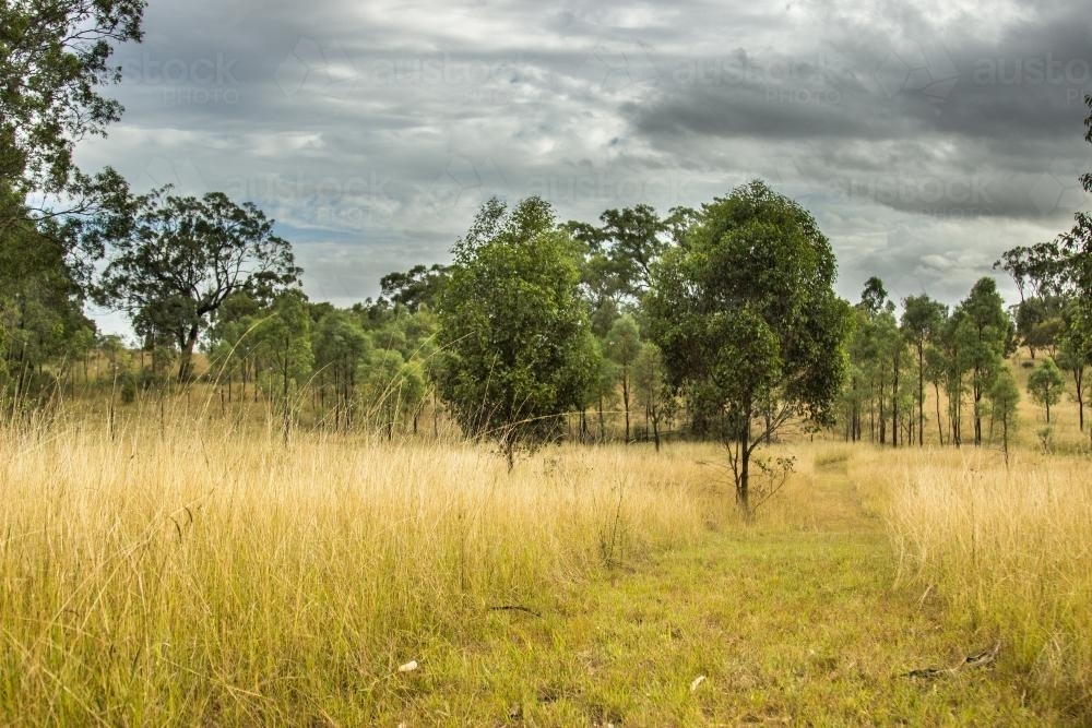Mown path through the long golden grass in a traveling stock reserve - Australian Stock Image