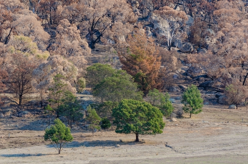 Mt Beckworth after fire burnt trees leaving patch of green - Australian Stock Image