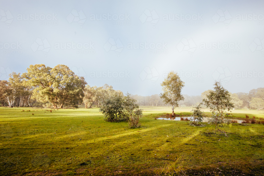 Muckleford Nature Conservation Reserve on a foggy cold winter morning near Maldon. - Australian Stock Image