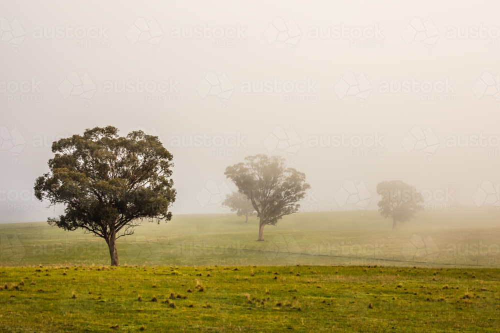 Muckleford Nature Conservation Reserve on a foggy cold winter morning near Maldon. - Australian Stock Image