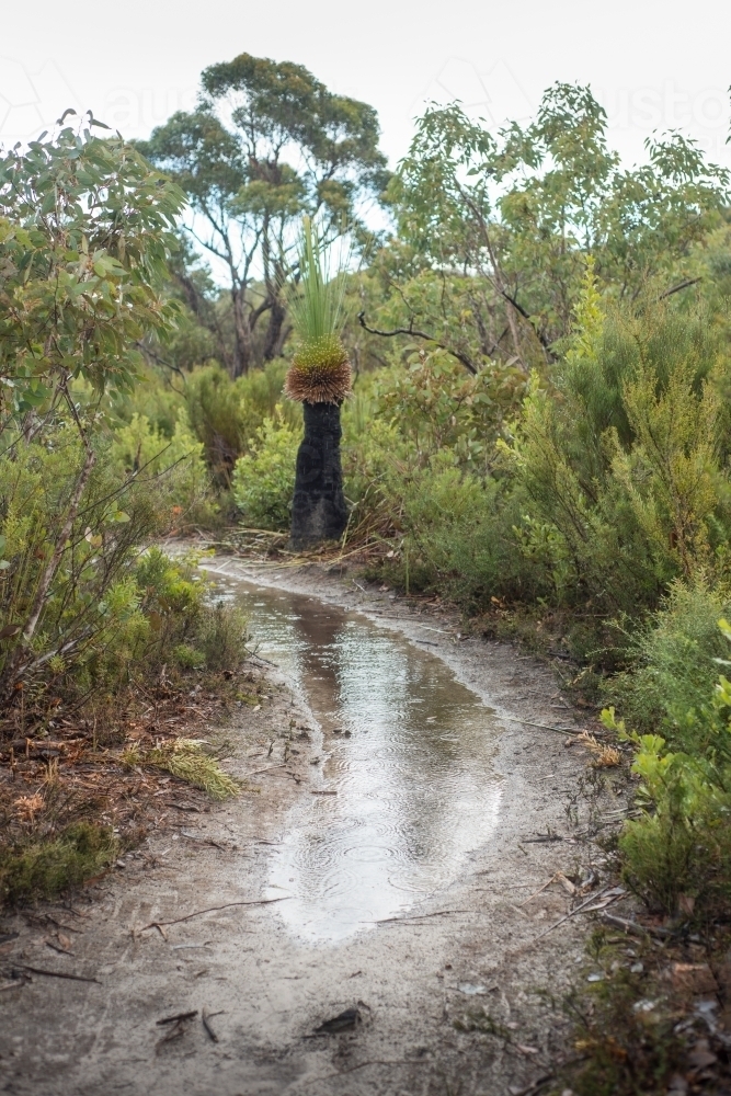Muddy puddle along bushwalking track - Australian Stock Image