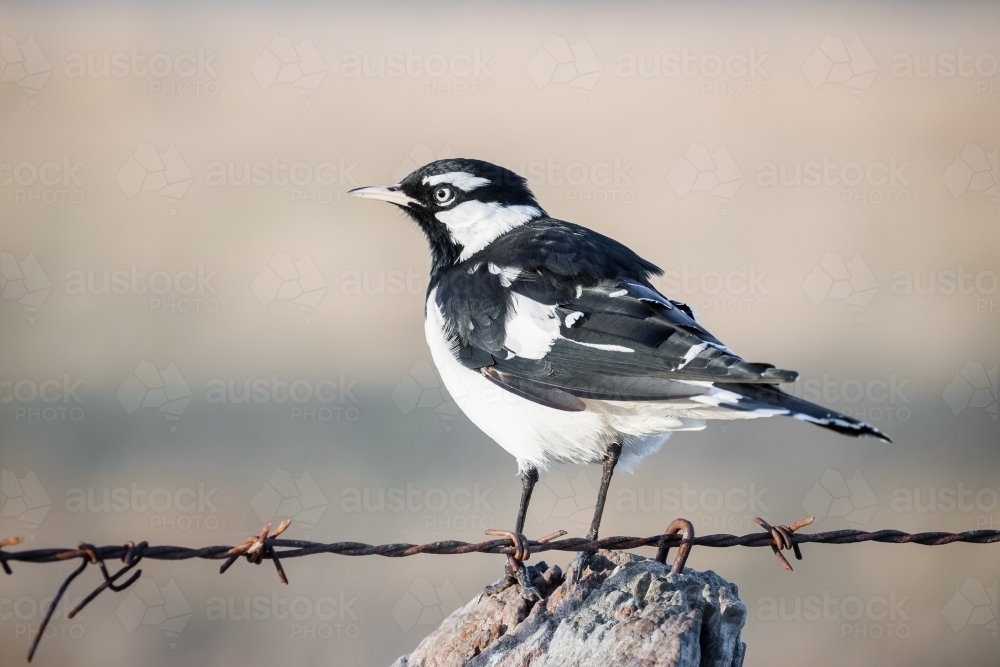 Mudlark sits on a fence post early in the morning - Australian Stock Image