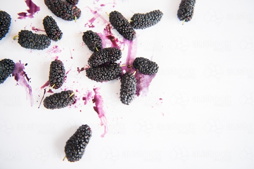 Mulberries - Australian Stock Image