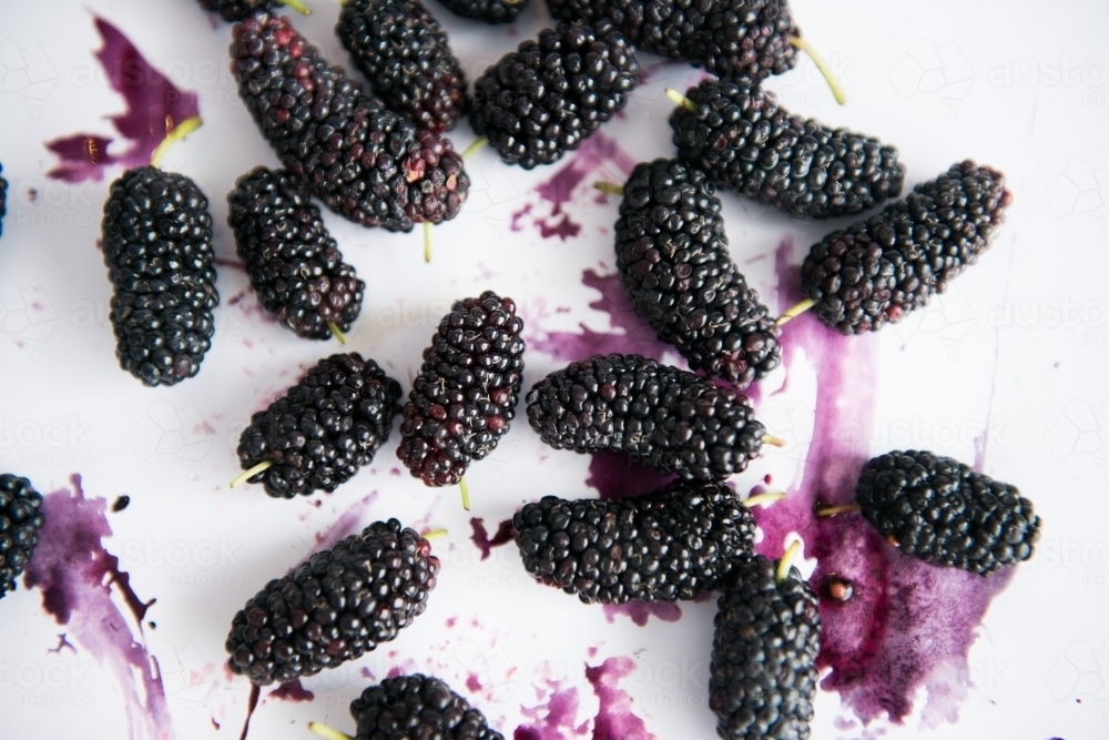 Mulberries - Australian Stock Image