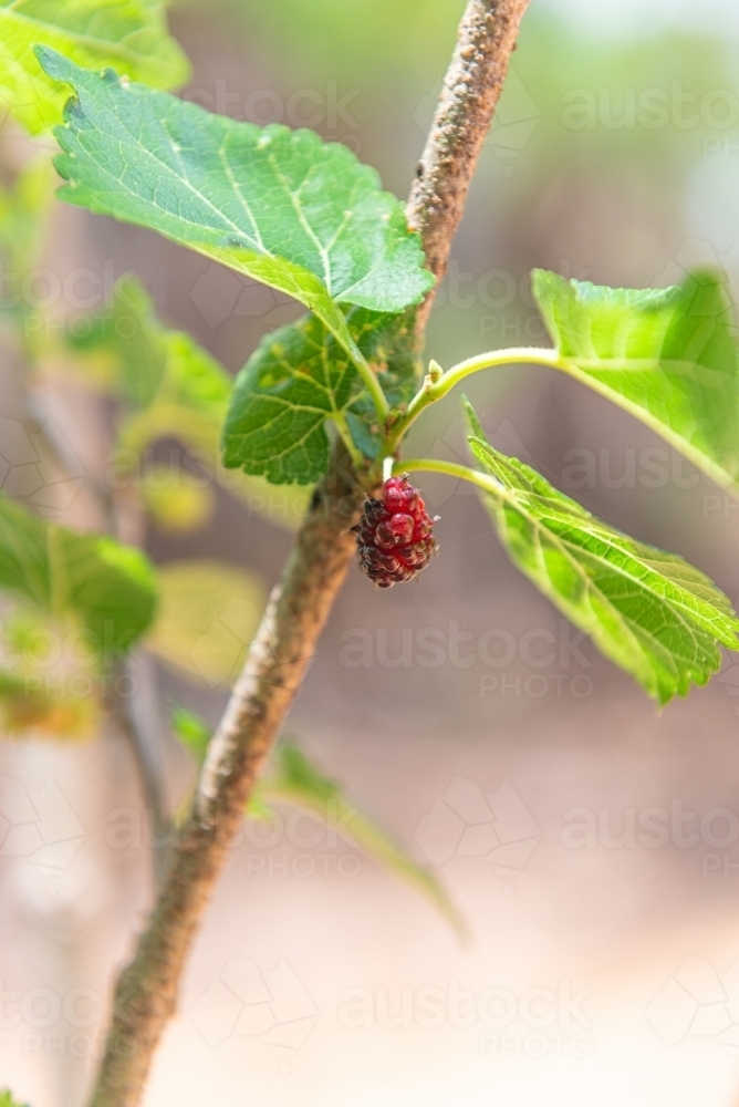 Mulberries - Australian Stock Image