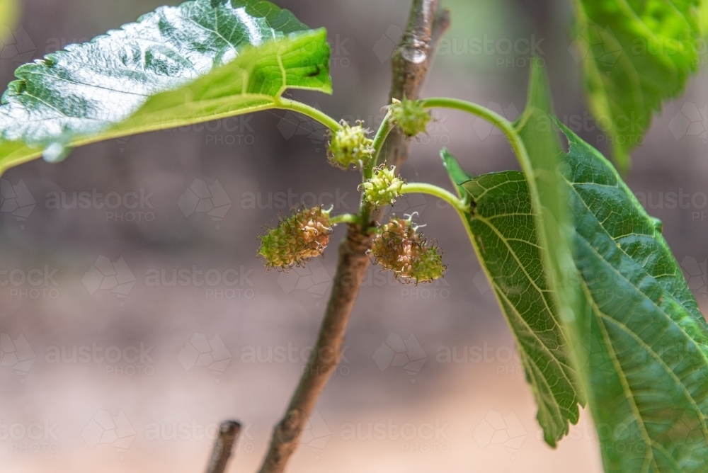 Mulberries - Australian Stock Image