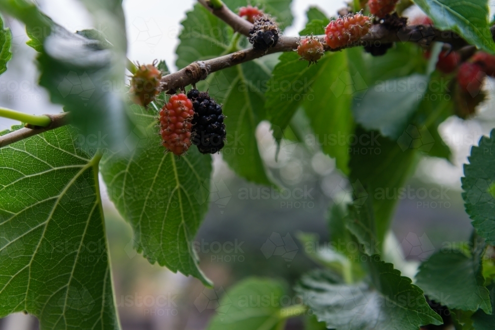mulberries fruiting in summer - Australian Stock Image