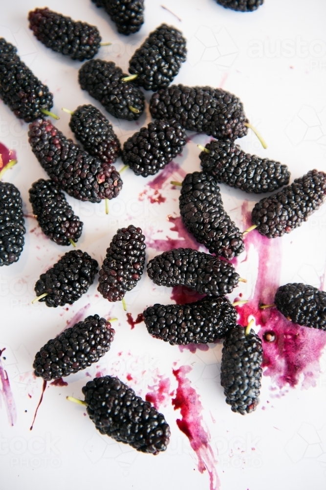 Mulberries splattered on white - Australian Stock Image