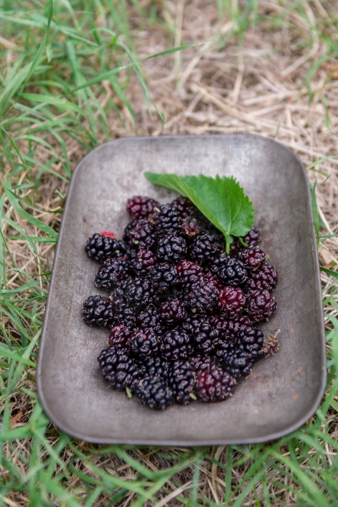 mulberry picking, a bowl of mulberies - Australian Stock Image
