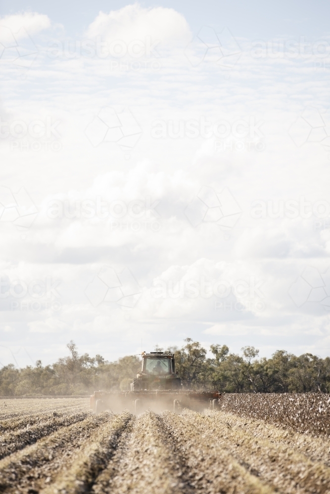 Mulching rows of cotton stubble - Australian Stock Image