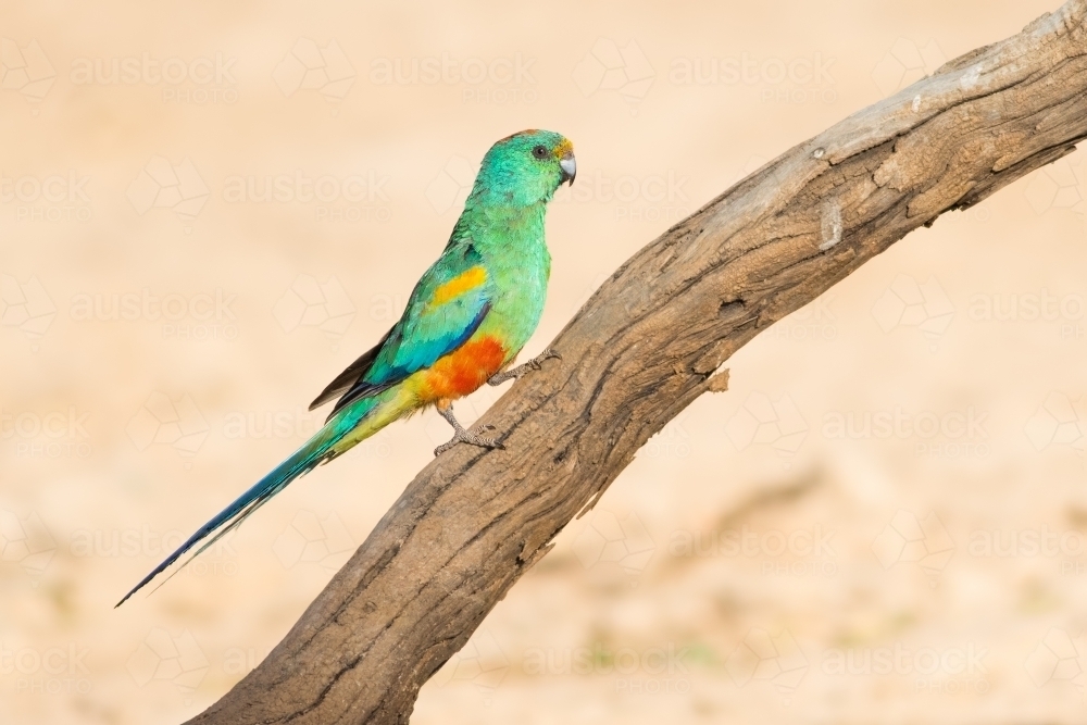 Mulga Parrot perched on a branch - Australian Stock Image