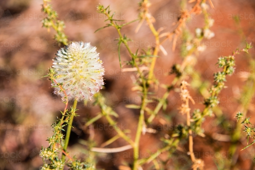 Mulla Mulla flower in the morning sun - Australian Stock Image