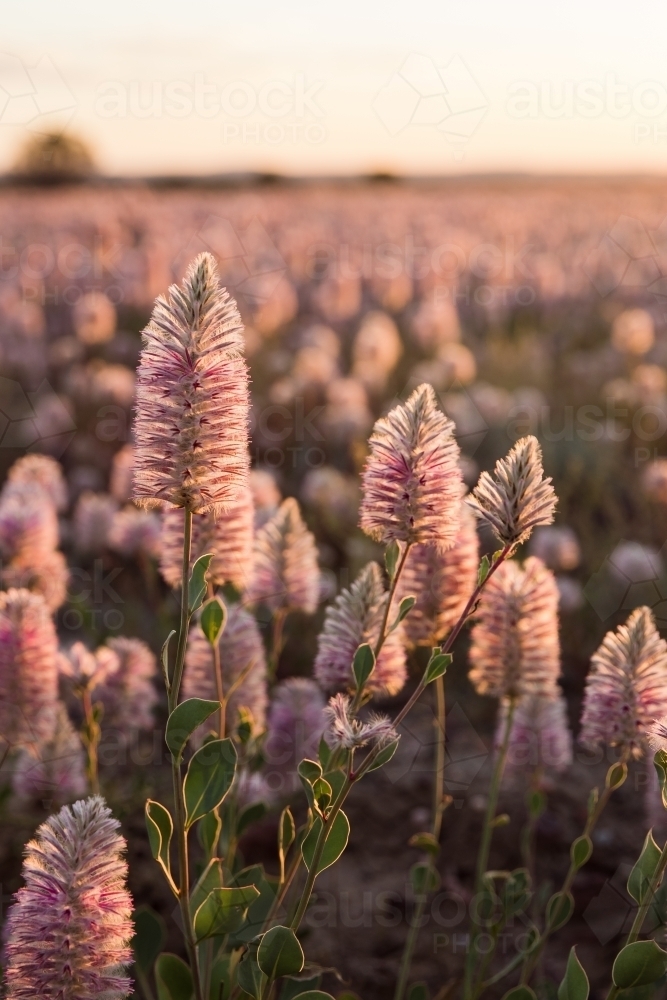 Mulla-mulla flowers in sunlight - Australian Stock Image