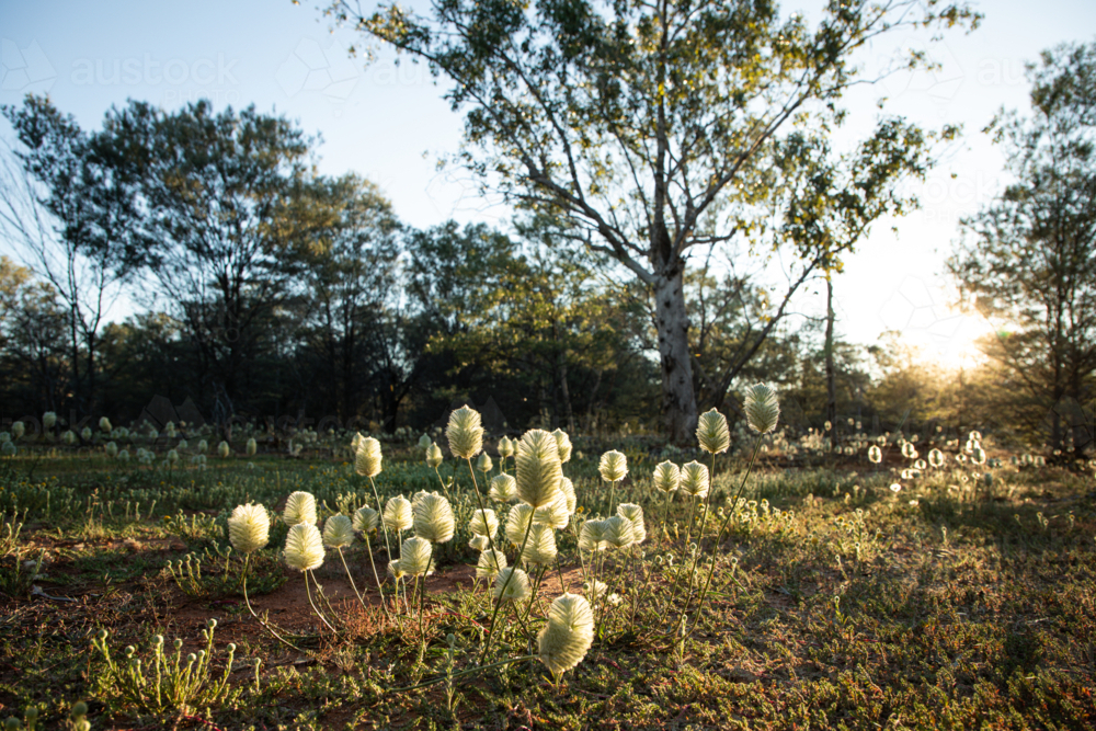 Mulla mulla in the morning light - Australian Stock Image