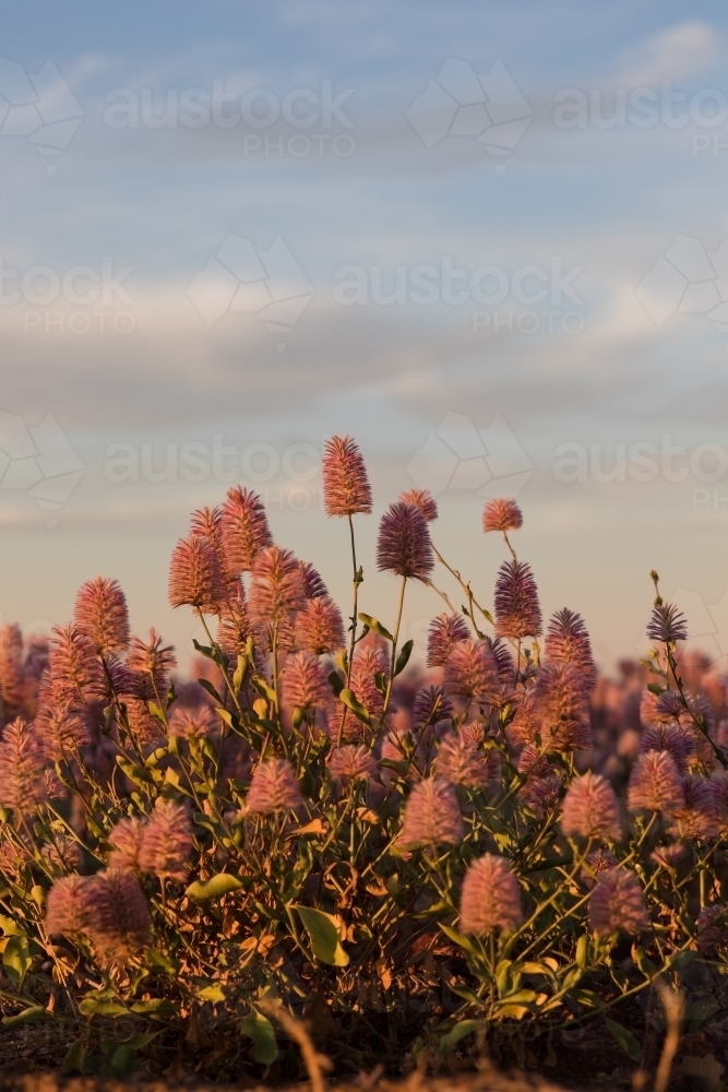 Mulla-mulla wildflowers and cloudy blue sky - Australian Stock Image