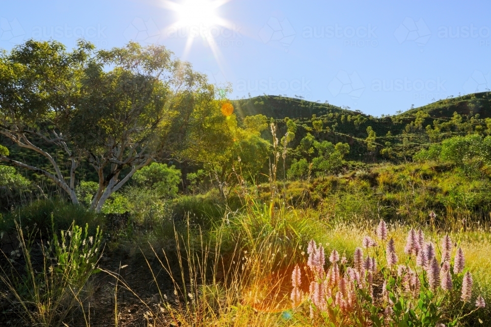 Mulla mulla wildflowers in a Kimberley landscape - Australian Stock Image