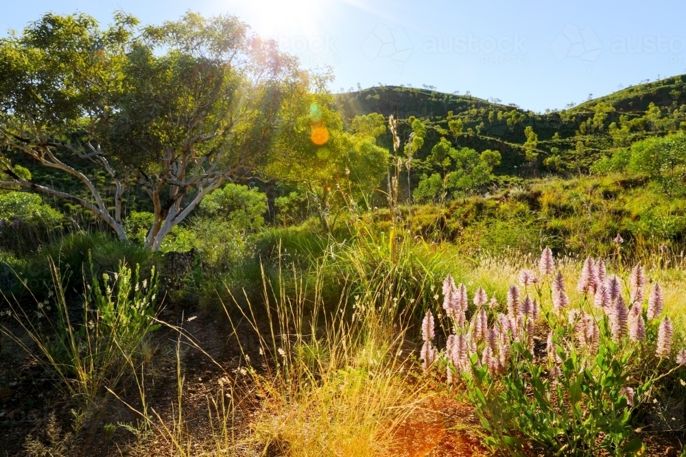 Mulla mulla wildflowers in a Kimberley landscape - Australian Stock Image