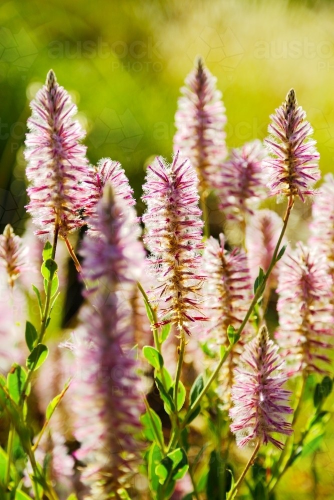 Mulla mulla wildflowers in bloom. - Australian Stock Image