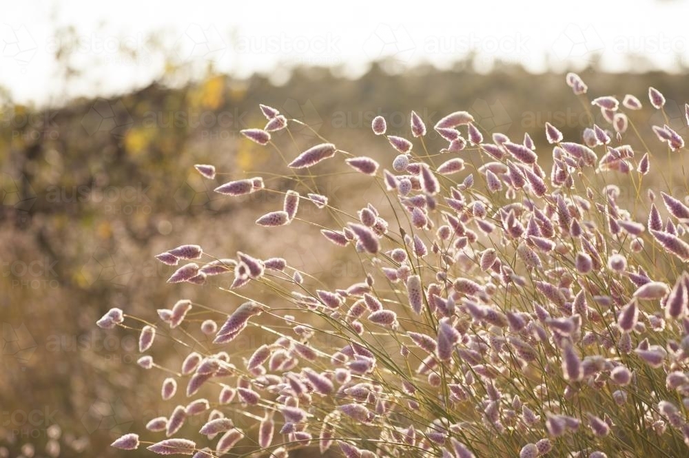 Mulla mulla wildflowers in bushland - Australian Stock Image