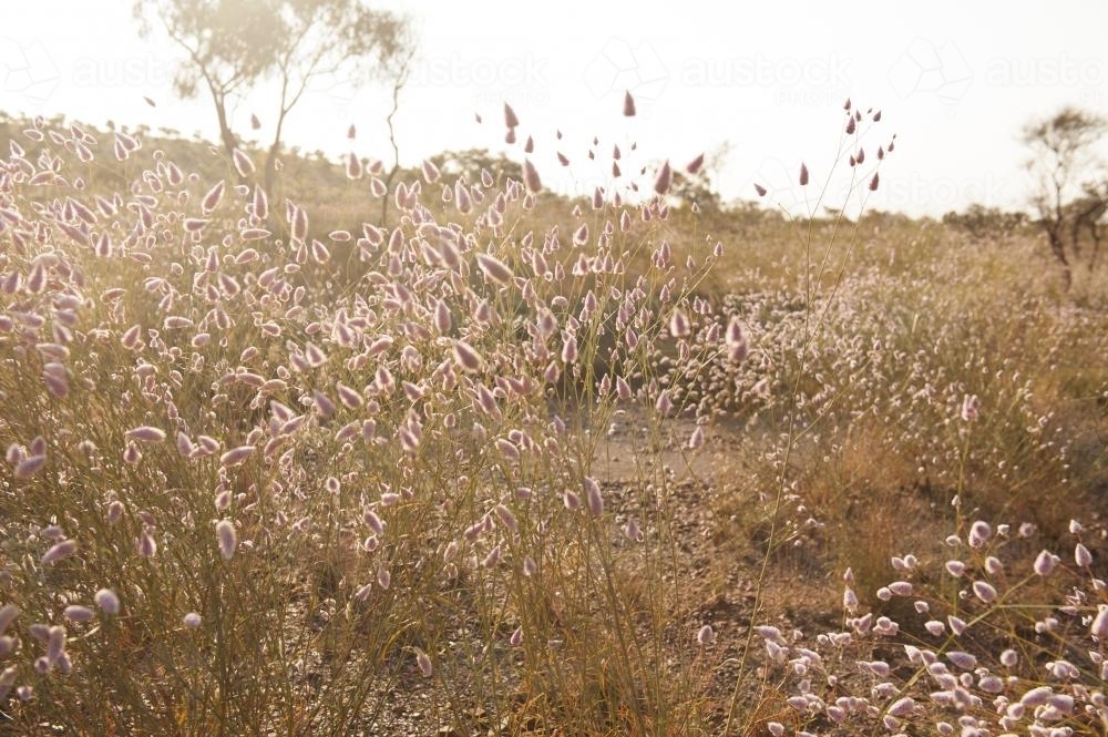 Mulla mulla wildflowers in bushland - Australian Stock Image