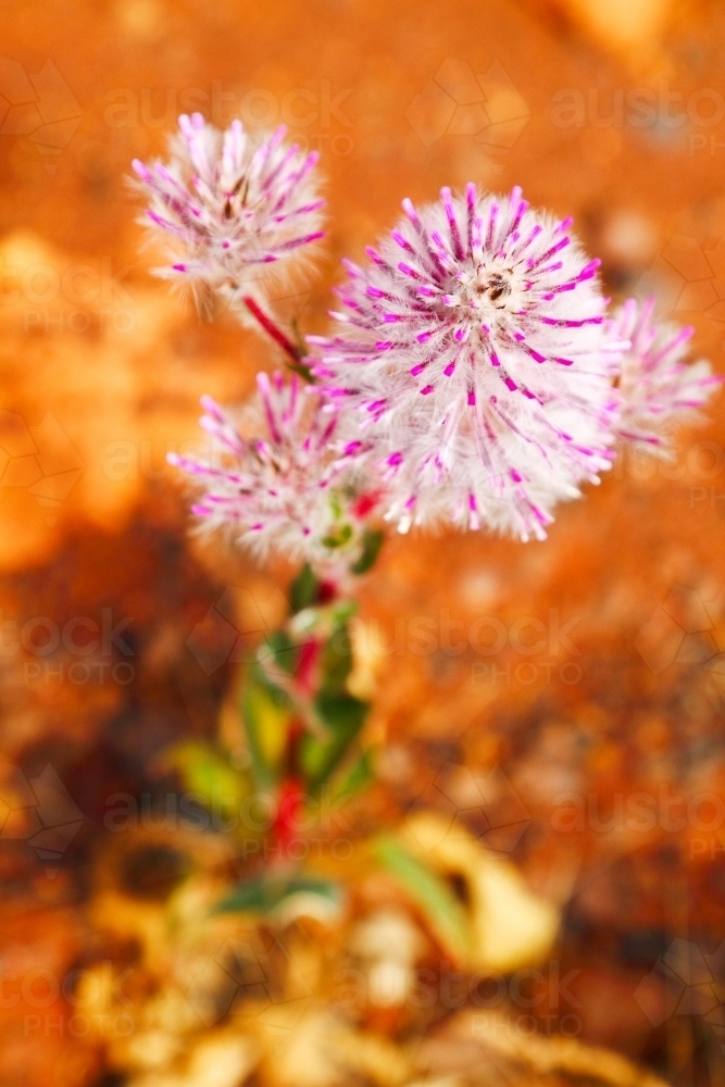 Mulla mulla wildflowers in flower in the Pilbara region of Western Australia - Australian Stock Image