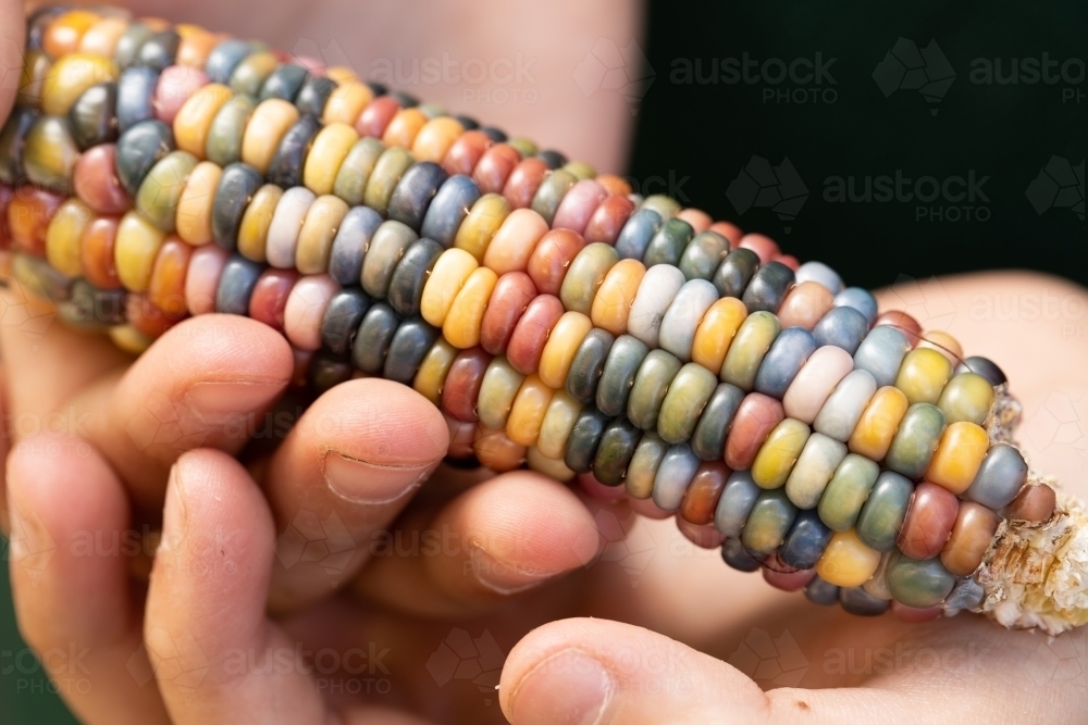 Multicolor Maize Image of Multi coloured aztec maize corn with rainbow kernels being ...