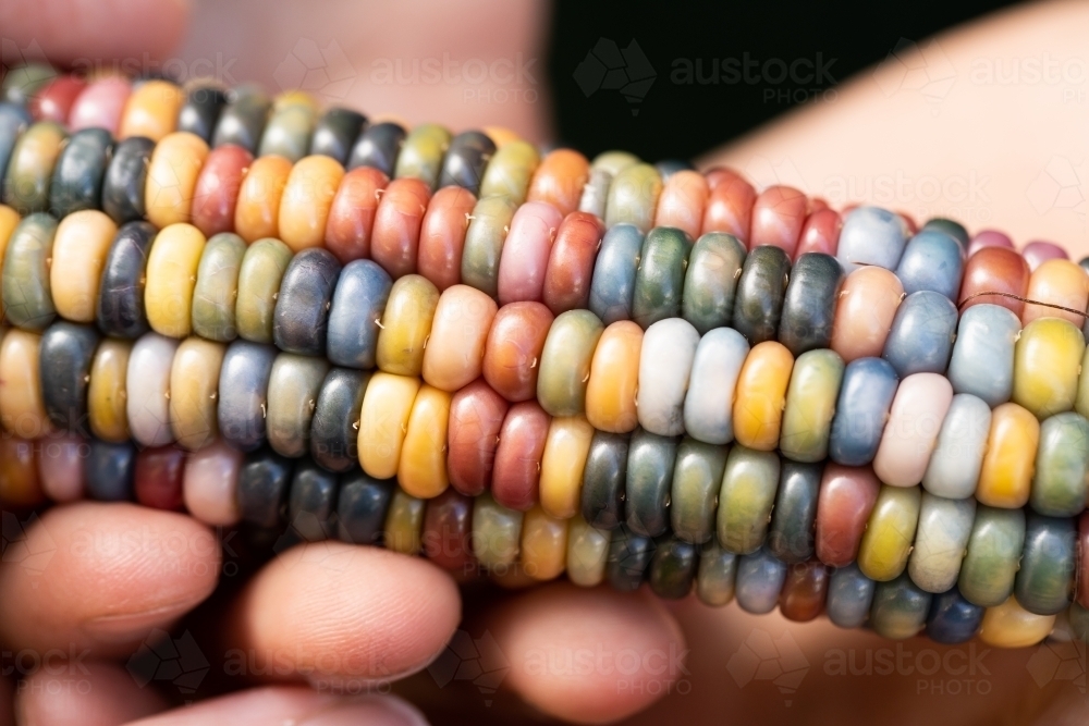 Image of Multi coloured aztec maize corn with rainbow kernels being ...