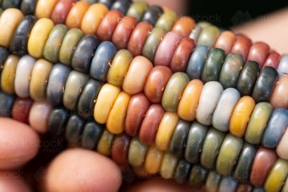 Multi coloured aztec maize corn with rainbow kernels being held in a child's hand - Australian Stock Image