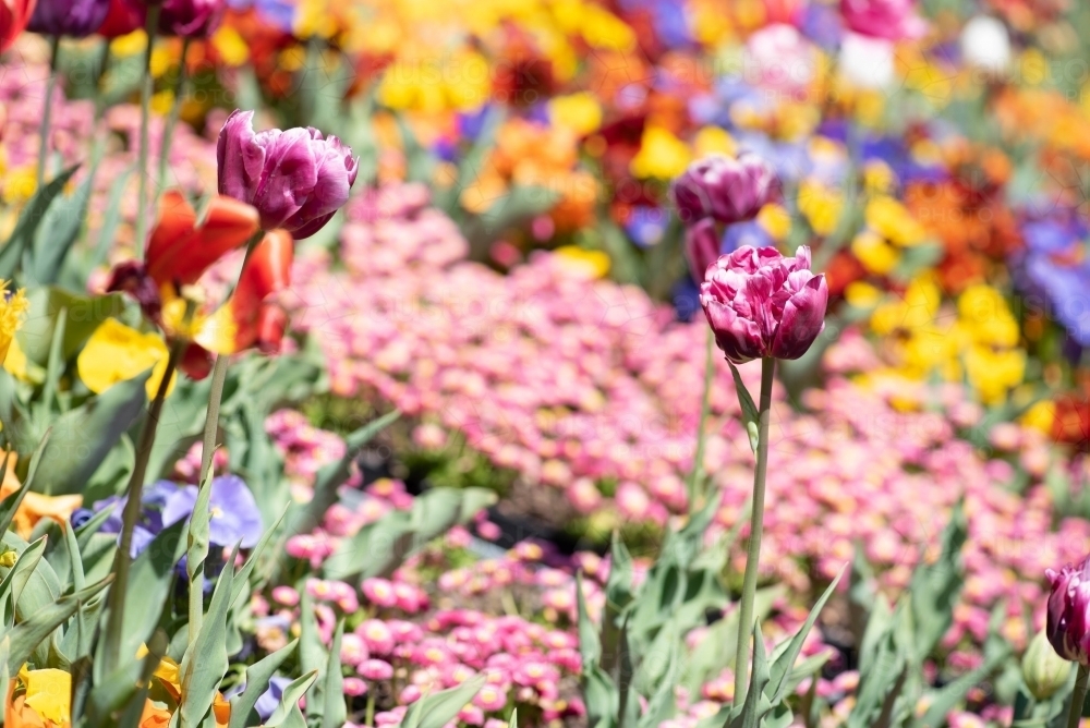 Multi coloured tulips standing in a field of tulips - Australian Stock Image