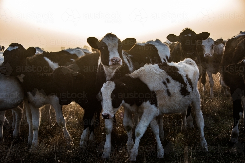 Multiple cows wanting attention during misty morning. - Australian Stock Image