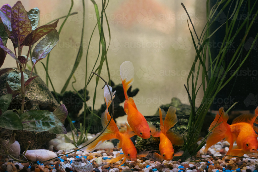 Many Gold Fish Image of multiple goldfish swimming in an aquarium with a gravel ...