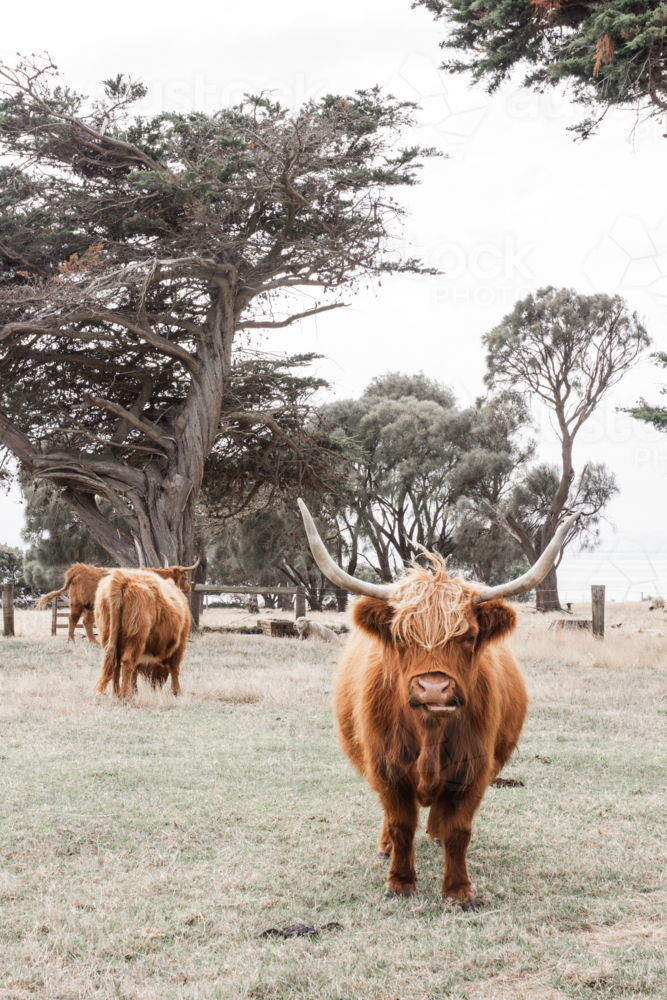 Multiple highland cows in paddock - Australian Stock Image