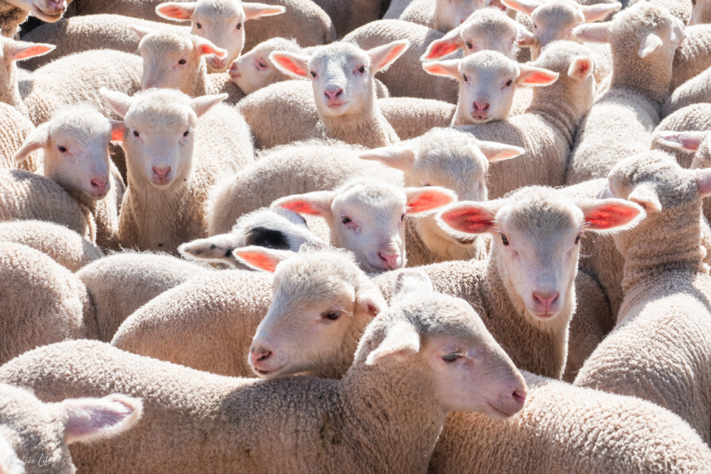 Multiple lambs gathered together - Australian Stock Image