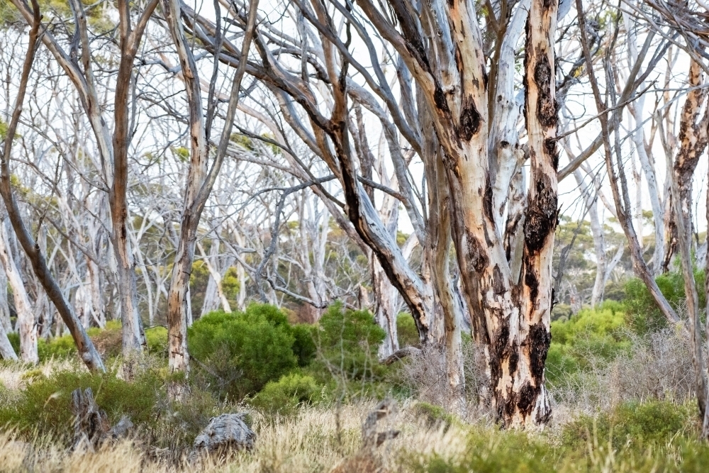 Multiple lifeless eucalyptus trees in a barren, dry land. - Australian Stock Image
