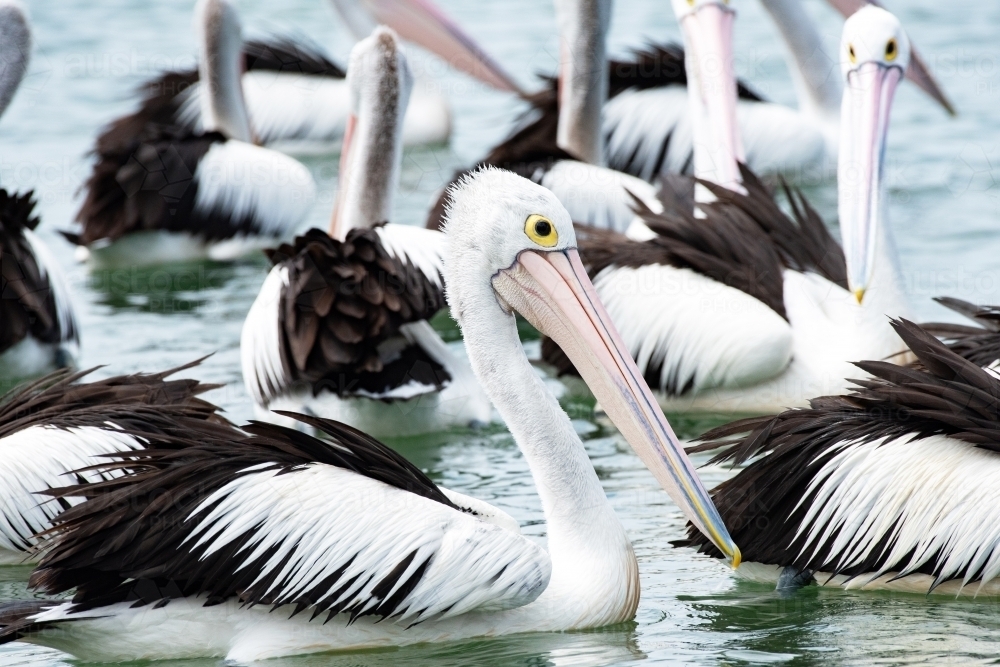 Multiple pelicans at the beach swimming in the sea. - Australian Stock Image