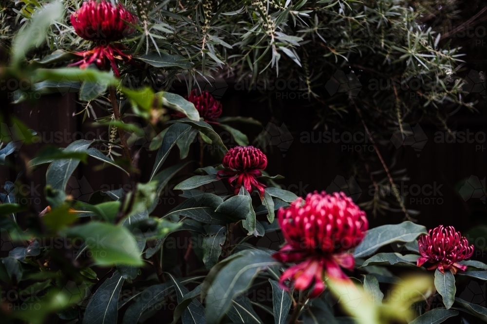 Multiple Waratah red flowers in bloom on a green leaf tree. - Australian Stock Image