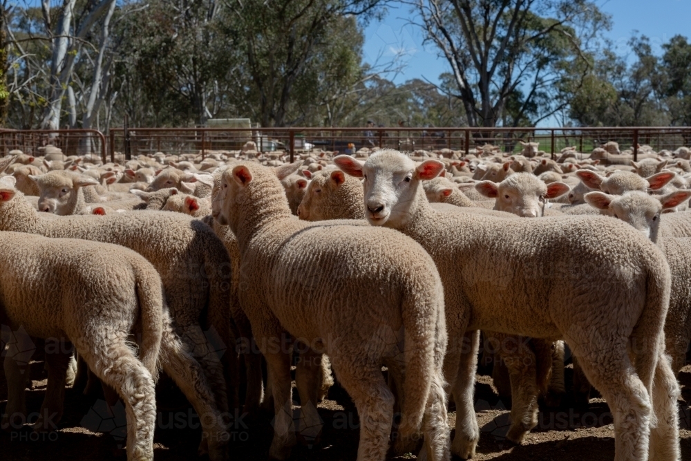 Multiple young Dorset cross lambs in a pen - Australian Stock Image