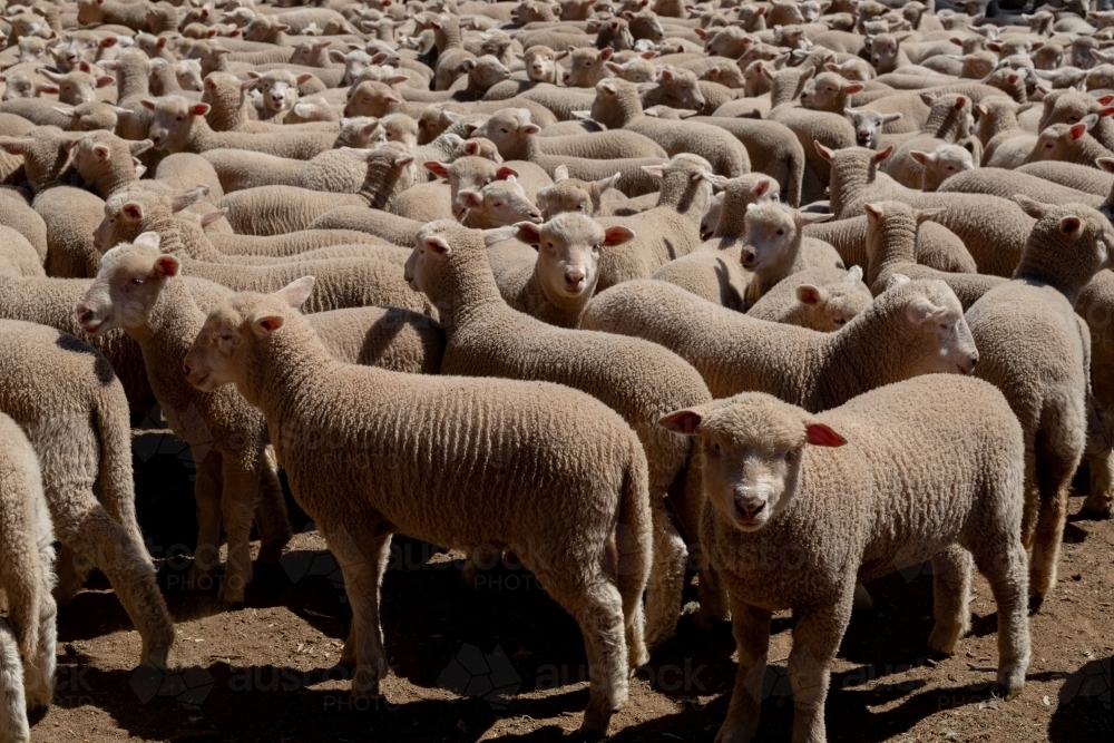 Multiple young Dorset cross lambs in a pen - Australian Stock Image