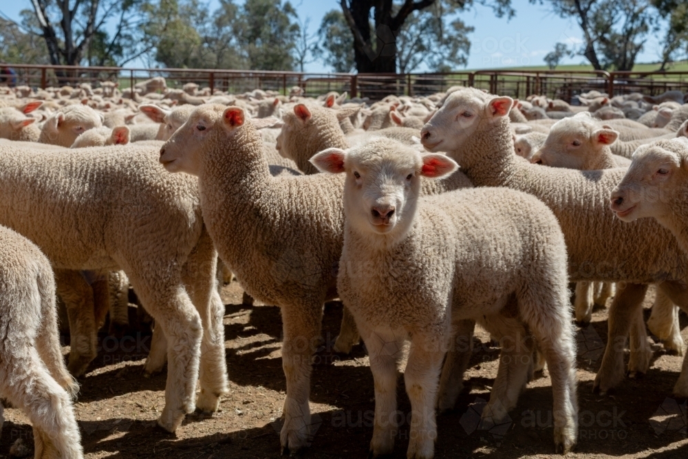 Multiple young Dorset cross lambs in a pen - Australian Stock Image