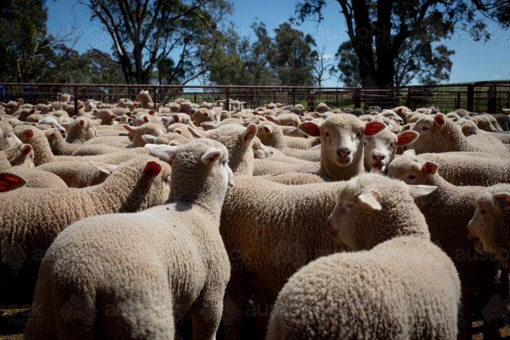 Multiple young Dorset cross lambs in a pen - Australian Stock Image