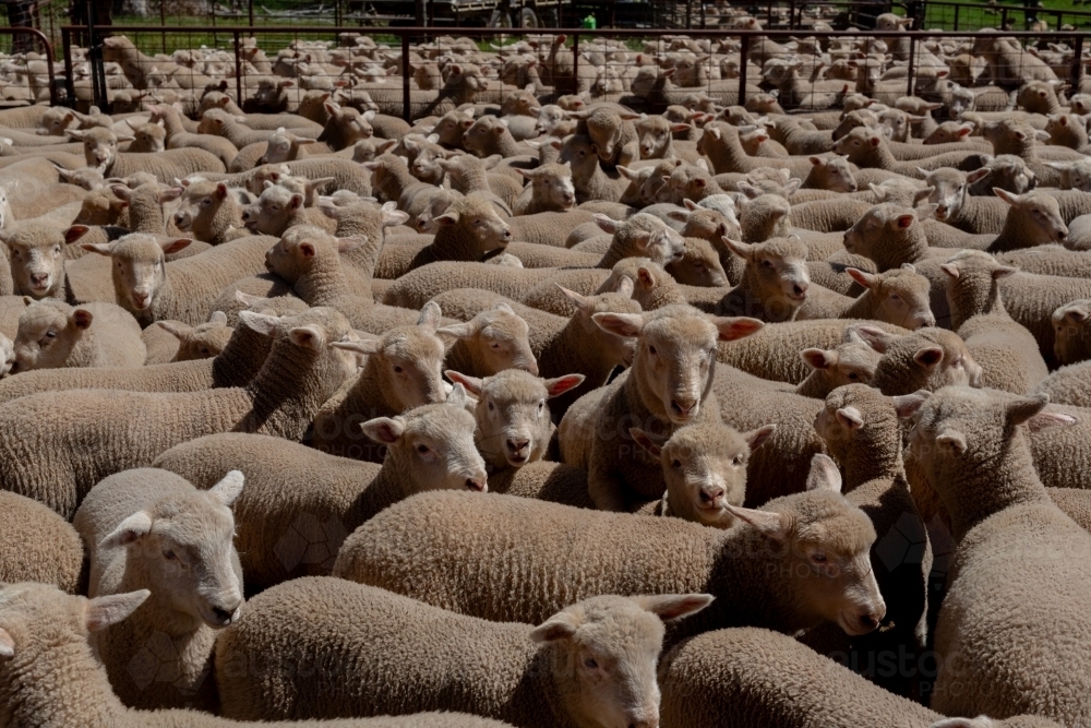 Multiple young Dorset cross lambs in a pen - Australian Stock Image