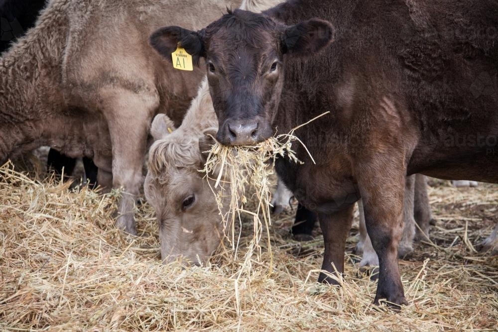 Murray Grey cows eating hay - Australian Stock Image