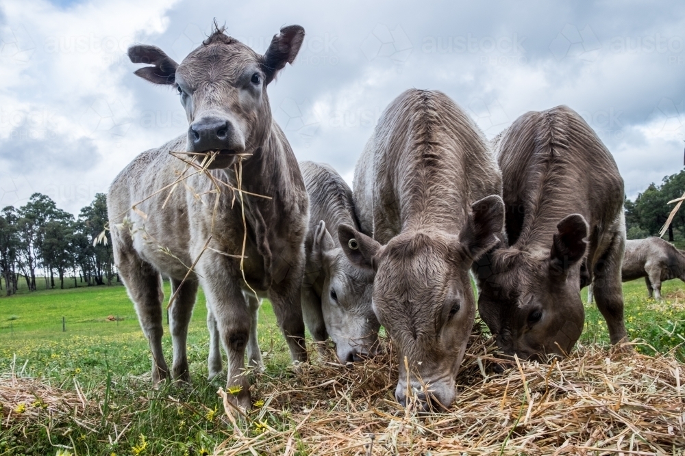 Murray Grey Cows feeding on hay in a paddock - Australian Stock Image