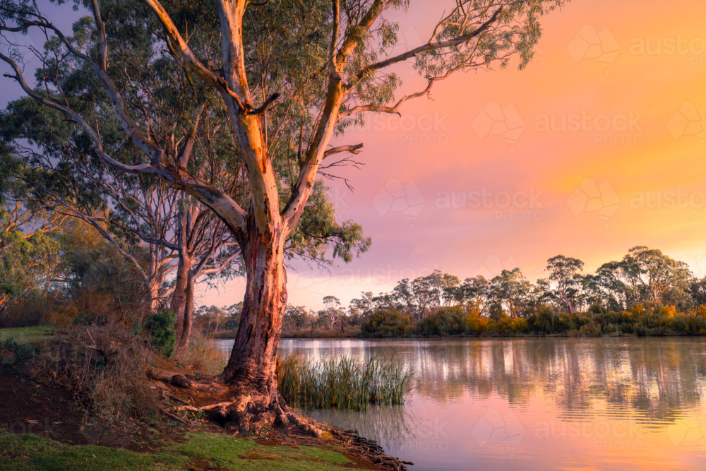 Murray River in South Australia - Australian Stock Image