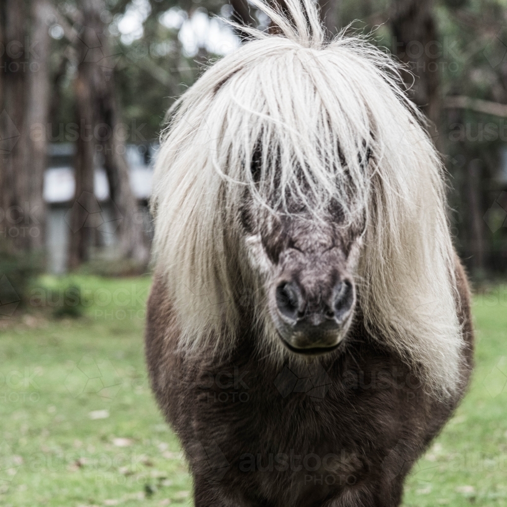 mushroom coloured shetland pony with a huge white mane - Australian Stock Image