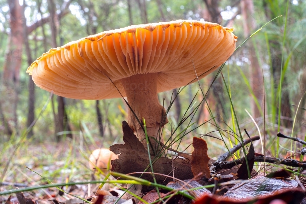 Mushroom seen from ground level - Australian Stock Image