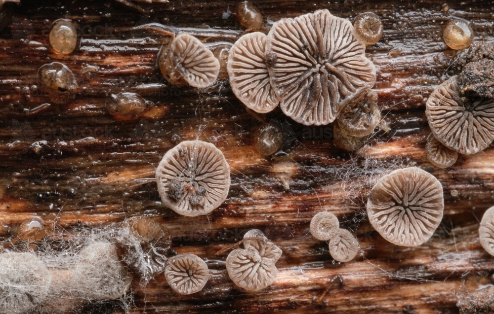 Mushrooms Growing on Wood in Forest - Australian Stock Image