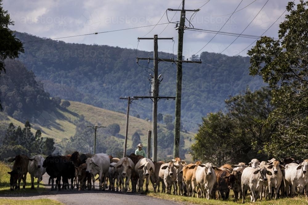 Mustering cattle in the mary valley - Australian Stock Image